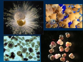 Foraminifera
 