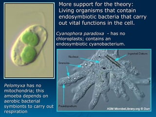 Cyanophora paradoxa
Cyanophora paradoxa - has no
- has no
chloroplasts; contains an
chloroplasts; contains an
endosymbiotic cyanobacterium.
endosymbiotic cyanobacterium.
Pelomyxa
Pelomyxa has no
has no
mitochondria; this
mitochondria; this
amoeba depends on
amoeba depends on
aerobic bacterial
aerobic bacterial
symbionts to carry out
symbionts to carry out
respiration
respiration
More support for the theory:
More support for the theory:
Living organisms that contain
Living organisms that contain
endosymbiotic bacteria that carry
endosymbiotic bacteria that carry
out vital functions in the cell.
out vital functions in the cell.
 