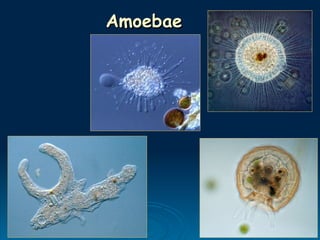 Amoebae
Amoebae
 