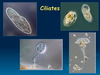 Ciliates
Ciliates
 