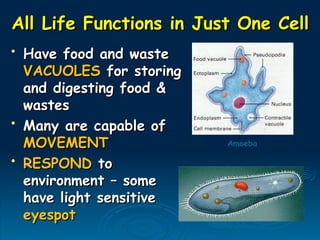 All Life Functions in Just One Cell
All Life Functions in Just One Cell
• Have food and waste
Have food and waste
VACUOLES
VACUOLES for storing
for storing
and digesting food &
and digesting food &
wastes
wastes
• Many are capable of
Many are capable of
MOVEMENT
MOVEMENT
• RESPOND
RESPOND to
to
environment – some
environment – some
have light sensitive
have light sensitive
eyespot
eyespot
Amoeba
Paramecium
 