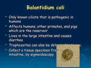 Balantidium coli
Balantidium coli
• Only known ciliate that is pathogenic in
Only known ciliate that is pathogenic in
humans
humans
• Affects humans, other primates, and pigs
Affects humans, other primates, and pigs
which are the reservoir
which are the reservoir
• Lives in the large intestine and causes
Lives in the large intestine and causes
diarrhea
diarrhea
• Trophozoites can also be detected in tissue.
Trophozoites can also be detected in tissue.
• Collect a tissue specimen from the large
Collect a tissue specimen from the large
intestine, by sigmoidoscopy
intestine, by sigmoidoscopy
 