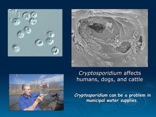 Cryptosporidium
Cryptosporidium can be a problem in
can be a problem in
municipal water supplies.
municipal water supplies.
Cryptosporidium
Cryptosporidium affects
affects
humans, dogs, and cattle
humans, dogs, and cattle
 