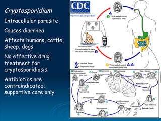 Cryptosporidium
Intracellular parasite
Causes diarrhea
Affects humans, cattle,
sheep, dogs
No effective drug
treatment for
cryptosporidiosis
Antibiotics are
contraindicated;
supportive care only
 
