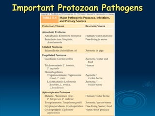 Important Protozoan Pathogens
Important Protozoan Pathogens
 