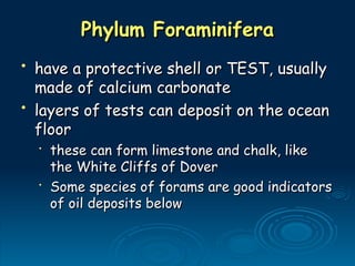 Phylum Foraminifera
Phylum Foraminifera
• have a protective shell or TEST, usually
have a protective shell or TEST, usually
made of calcium carbonate
made of calcium carbonate
• layers of tests can deposit on the ocean
layers of tests can deposit on the ocean
floor
floor
•
these can form limestone and chalk, like
these can form limestone and chalk, like
the White Cliffs of Dover
the White Cliffs of Dover
•
Some species of forams are good indicators
Some species of forams are good indicators
of oil deposits below
of oil deposits below
 