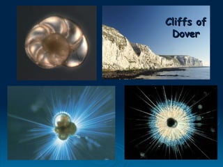 Cliffs of
Cliffs of
Dover
Dover
 