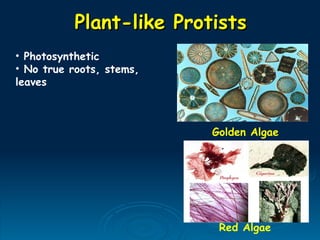 Plant-like Protists
Plant-like Protists
Red Algae
Golden Algae
• Photosynthetic
• No true roots, stems,
leaves
 