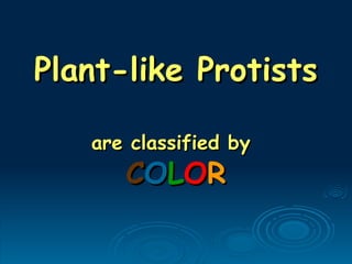 Plant-like Protists
Plant-like Protists
are classified by
are classified by
C
CO
OL
LO
OR
R
 