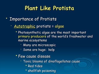Plant Like Protista
Plant Like Protista
• Importance of Protists
Importance of Protists
•
Autotrophic
Autotrophic protists =
protists = algae
algae
• Photosynthetic algae are the most important
Photosynthetic algae are the most important
primary producers
primary producers of the world’s freshwater and
of the world’s freshwater and
marine ecosystems
marine ecosystems
•
Many are microscopic
Many are microscopic
•
Some are huge: kelp
Some are huge: kelp
• Few cause disease
Few cause disease
•
Toxic blooms of dinoflagellates cause
Toxic blooms of dinoflagellates cause
• Red tides
Red tides
• shellfish poisoning
shellfish poisoning
 