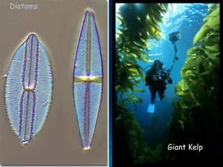 Diatoms
Giant Kelp
 
