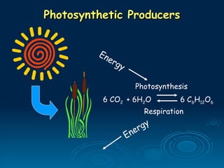 Photosynthetic Producers
Photosynthetic Producers
6 CO2 + 6H2O 6 C6H12O6
Photosynthesis
Respiration
Energy
Energy
 