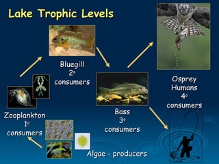 Lake Trophic Levels
Lake Trophic Levels
Zooplankton
Zooplankton
1
1o
o
consumers
consumers
Bluegill
Bluegill
2
2o
o
consumers
consumers
Algae - producers
Algae - producers
Bass
Bass
3
3o
o
consumers
consumers
Osprey
Osprey
Humans
Humans
4
4o
o
consumers
consumers
 