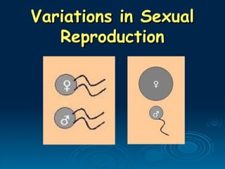 Variations in Sexual
Variations in Sexual
Reproduction
Reproduction
 