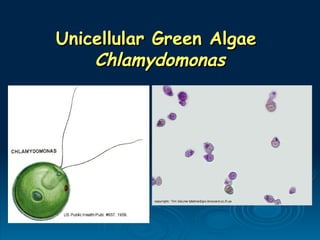 Unicellular Green Algae
Unicellular Green Algae
Chlamydomonas
Chlamydomonas
 