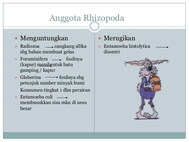 Protista Protozoa