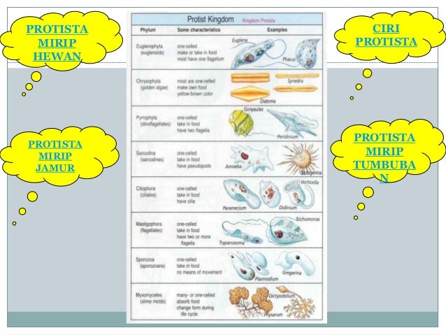 Protista Protozoa