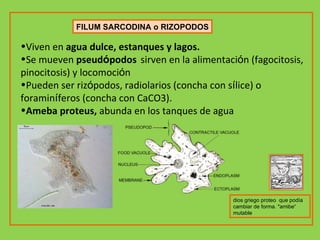 FILUM SARCODINA o RIZOPODOS Viven en  agua dulce, estanques y lagos. Se mueven  pseud ó podos   sirven en la alimentaci ó n (fagocitosis, pinocitosis) y locomoci ó n Pueden ser riz ó podos, radiolarios (concha con s í lice) o foramin í feros (concha con CaCO3). Ameba proteus,  abunda en los tanques de agua   dios griego proteo  que podía cambiar de forma. "amibe“ mutable 