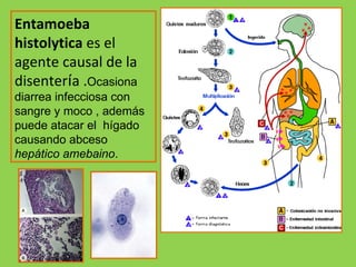 Entamoeba  histolytica  es el agente causal de la disenter í a . Ocasiona diarrea infecciosa con sangre y moco , además puede atacar el  hígado causando abceso  hepático amebaino . 
