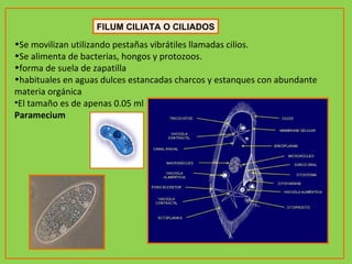 FILUM CILIATA O CILIADOS Se movilizan utilizando pestañas vibrátiles llamadas cilios. Se alimenta de bacterias, hongos y protozoos. forma de suela de zapatilla habituales en aguas dulces estancadas charcos y estanques con abundante materia orgánica El tamaño es de apenas 0.05 ml Paramecium 