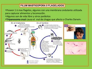 FILUM MASTIGOPORA 0 FLAGELADOS Poseen 1 ò mas flagelos, algunos con una membrana ondulante utilizada para capturar alimentos y locomoci ó n. Algunos son de vida libre y otros par á sitos Tripanosoma cruzi  causa el  mal de chagas que afecto a Charles Darwin. 