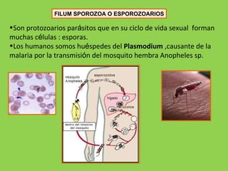 FILUM SPOROZOA O ESPOROZOARIOS Son protozoarios par á sitos que en su ciclo de vida sexual  forman muchas c é lulas : esporas. Los humanos somos hu é spedes del  Plasmodium  ,causante de la malaria por la transmisi ó n del mosquito hembra Anopheles sp. 