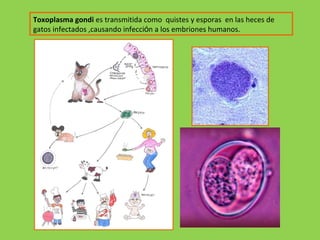 Toxoplasma gondi  es transmitida como  quistes y esporas  en las heces de gatos infectados ,causando infecci ó n a los embriones humanos.   