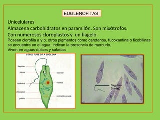 EUGLENOFITAS Unicelulares Almacena carbohidratos en paramil ó n. Son mix ó trofos. Con numerosos cloroplastos y  un flagelo.   Poseen clorofila a y b. otros pigmentos como carotenos, fucoxantina o ficobilinas se encuentra en el agua, indican la presencia de mercurio. Viven en aguas dulces y saladas 