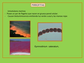 PIRROFITAS Unicelulares marinos -  Posee un par de flagelos que nacen en gruesa pared celular. -  Causan bioluminiscencia emitiendo luz verde o azul y las mareas rojas   Gymnodinium  catenatum,  