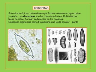 CRISOFITAS Son microscópicas  unicelulares que forman colonias en agua dulce y salada. Las  diatomeas  son las mas abundantes. Cubiertas por tecas de sílice  Forman sedimentos en los océanos. Contienen pigmentos como Ficoxantina que le da el color  pardo 