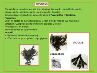 FEOFITAS Pluricelulares y marinas.  Agrupa a las algas pardas (pardo - amarillento, pardo - oscuro, pardo - oliváceo, pardo - negro, pardo - dorado) Debido a la presencia de un pigmento pardo    Fucoxantina (= Ficofeína, Fucofeína). Viven en costas de mares templados. Llegan a medir mas de 100 m como el Sargasum. Cuerpo se divide en: rizoide, cauloide y filoide. Neumocistos  en  filoide.   Existen Feofitas de color verde  Colpemenia, Lessonia, Petalonia TAMAÑO –  Filamentos microscópicos (mm). –  200m (Macrocystis pyrifera): alga gigante 