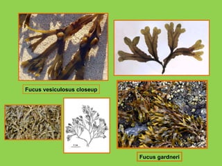 Fucus vesiculosus closeup Fucus gardneri 