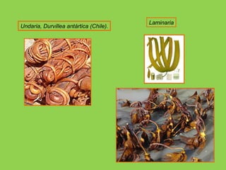Undaria, Durvillea antártica (Chile). Laminaria 