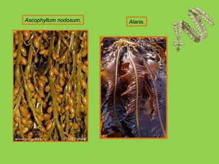 Ascophyllum nodosum, Alaria. 