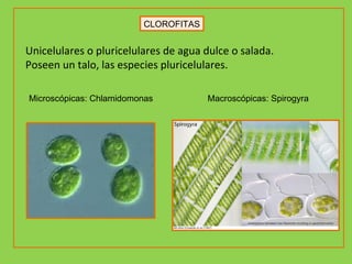CLOROFITAS Unicelulares o pluricelulares de agua dulce o salada. Poseen un talo, las especies pluricelulares.   Microscópicas: Chlamidomonas Macroscópicas: Spirogyra 