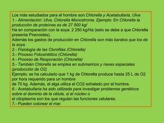 Los más estudiados para el hombre son: Chlorella y Acetabullaria, Ulva 1.- Alimentación: Ulva, Chlorella Monostroma. Ejemplo: En Chlorella la producción de proteínas es de 27 500 kg/ Ha en comparación con la soya: 2 250 kg/Ha (esto se debe a que Chlorella presenta Pirenoides). Además los gastos de producción en  Chlorella son más baratos que los de la soya. 2.- Fisiología de las Clorofilas (Chlorella) 3.- Proceso Fotosintético (Chlorella) 4.- Proceso de Resporación (Chlorella) 5.- También Chlorella se emplea en submarinos y naves espaciales (producción de O2) Ejemplo: se ha calculado que 1 kg de Chlorella produce hasta 25 L de O2 por hora requerido para un hombre de 70 kg. Además, el alga utiliza el CO2 exhalado por el hombre. 6.- Acetabullaria ha sido utilizada para investigar problemas genéticos sobre el dominio de la célula, si el núcleo o el citoplasma son los que regulan las funciones celulares. 7.- Pueden colorear el mar. 