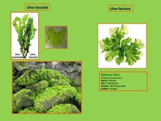 Ulva fasciata Género  Ulva Posição Taxonómica: Reino:  Plantae Filo:  Chlorophyta Classe:  Ulothricopyceae Ordem:  Ulvales Ulva lactuca   