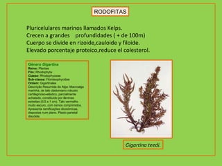 RODOFITAS Género  Gigartina Reino:  Plantae Filo:  Rhodophyta Classe:  Rhodophyceae Sub-classe:  Florideophycidae Ordem:  Gigartinales Descrição Resumida da Alga: Macroalga marinha, de talo cladomiano robusto cartilaginoso-elástico, parcialmente achatado, constituído por lâminas estreitas (0,5 a 1 cm). Talo vermelho muito escuro, com ramos comprimidos. Apresenta ramificações dicotómicas, dispostas num plano. Plasto parietal discóide.   Pluricelulares marinos llamados Kelps. Crecen a grandes  profundidades ( + de 100m) Cuerpo se divide en rizoide,cauloide y filoide. Elevado porcentaje proteico,reduce el colesterol.   Gigartina teedi . 