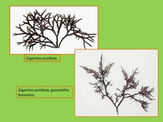 Gigartina pistillata .  Gigartina pistillata , gametófito femenino. 