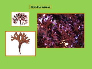 Chondrus crispus 