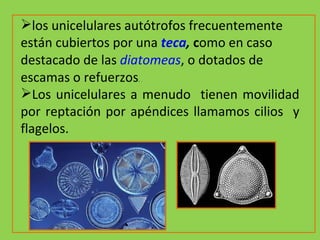 los unicelulares autótrofos frecuentemente están cubiertos por una  teca ,  c omo en caso destacado de las   diatomeas , o dotados de escamas o refuerzos .  . Los unicelulares a menudo  tienen movilidad por reptación por apéndices llamamos cilios  y flagelos. 