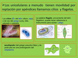 Los unicelulares a menudo  tienen movilidad por reptación por apéndices llamamos cilios  y flagelos. Los  cilios  ( Et :  del  latín   cilĭum ,  ceja ), o tal vez del  griego  κυλίς, kilis, párpado o pestaña La palabra  flagelo , proveniente del latín  flagellum , puede hacer referencia a: Instrumento para azotar.  Látigo . seudópodo  (del griego  pseudos  falso y de  podo  pie) es una prolongación del  citoplasma 
