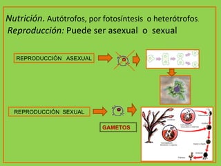 Nutrición .  Autótrofos, por fotosíntesis  o heterótrofos .  Reproducción:  Puede ser asexual  o  sexual REPRODUCCIÓN  SEXUAL REPRODUCCIÓN  ASEXUAL GAMETOS 