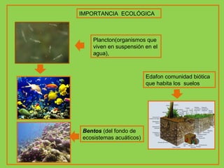 IMPORTANCIA  ECOLÓGICA Plancton(organismos que viven en suspensión en el agua),  Bentos   (del fondo de ecosistemas acuáticos) Edafon comunidad biótica  que habita los  suelos 