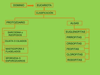 DOMINIO EUCARIOTA CLASIFICACIÓN PROTOZOARIO ALGAS SARCODINA o RIZOPODOS CILIATA O CILIADOS MASTIGOPORA 0 FLAGELADOS SPOROZOA O ESPOROZOARIOS EUGLENOFITAS PIRROFITAS CRISOFITAS FEOFITAS CLOROFITAS RODOFITAS 