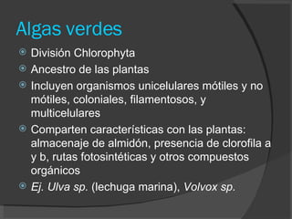 Algas verdes División Chlorophyta Ancestro de las plantas Incluyen organismos unicelulares mótiles y no mótiles, coloniales, filamentosos, y multicelulares Comparten características con las plantas: almacenaje de almidón, presencia de clorofila a y b, rutas fotosintéticas y otros compuestos orgánicos Ej. Ulva sp.  (lechuga marina),  Volvox sp. 