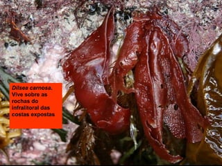 Dilsea carnosa.
Vive sobre as
rochas do
infralitoral das
costas expostas

 