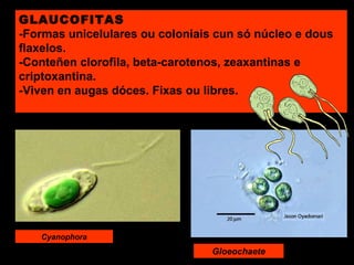 GLAUCOFITAS
-Formas unicelulares ou coloniais cun só núcleo e dous
flaxelos.
-Conteñen clorofila, beta-carotenos, zeaxantinas e
criptoxantina.
-Viven en augas dóces. Fixas ou libres.

Cyanophora

Gloeochaete

 