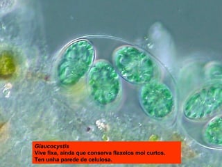 Glaucocystis
Vive fixa, aínda que conserva flaxelos moi curtos.
Ten unha parede de celulosa.

 