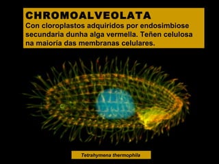 CHROMOALVEOLATA

Con cloroplastos adquiridos por endosimbiose
secundaria dunha alga vermella. Teñen celulosa
na maioría das membranas celulares.

Tetrahymena thermophila

 